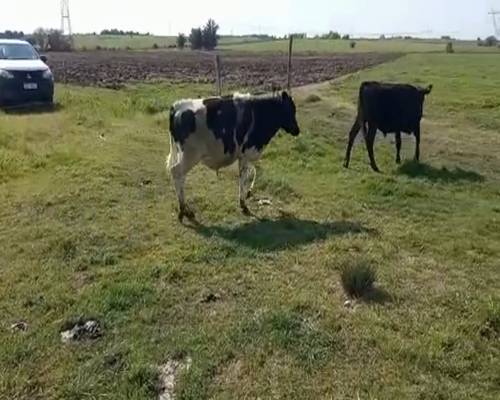 Lote (Vendido)15 Terneros holando 190kg -  en Colonia Italia