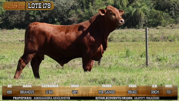 Lote LOTE 178
