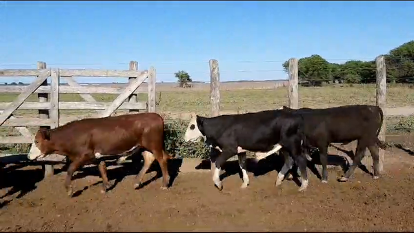 Lote 66 Terneros en Vilelas, Santiago del Estero