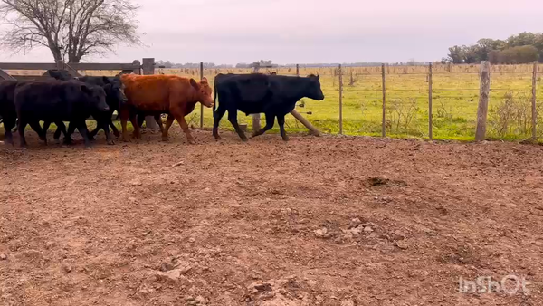 Lote 70 Novillitos
