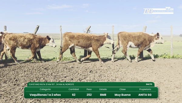 Lote 62 Vaquillonas 1 a 2 años 152kg - , Salto