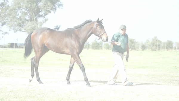 Lote NURBURGRING (NICODEMUS -  SALT CEPHEI)