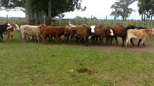 Lote Terneras