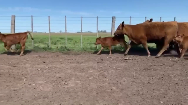 Lote 5 Vaquillonas MAS C/ cria