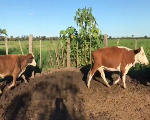 Lote 50 Vacas nuevas en Tres Isletas, Chaco