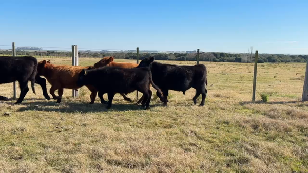Lote TERNEROS Y TERNERAS