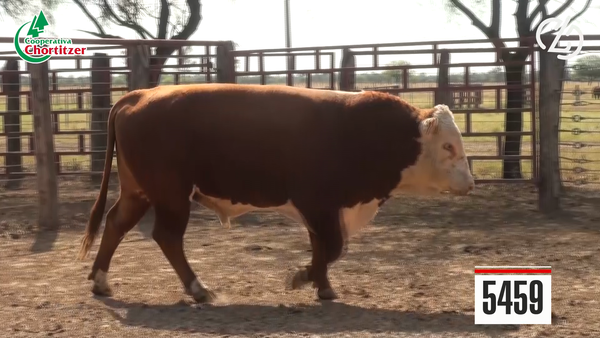 Lote Hereford