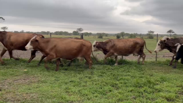 Lote 36 Vacas de invernar en Corrientes, Curuzú-Cuatiá