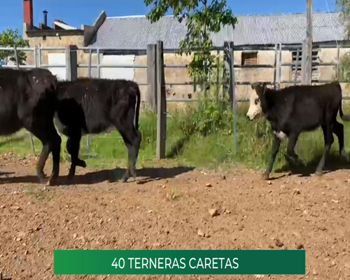 Lote 40 Terneras Caretas