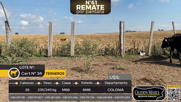 Lote 26 Terneros en La Horqueta, Colonia