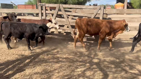 Lote 110 Terneros en Juan José Castelli, Chaco