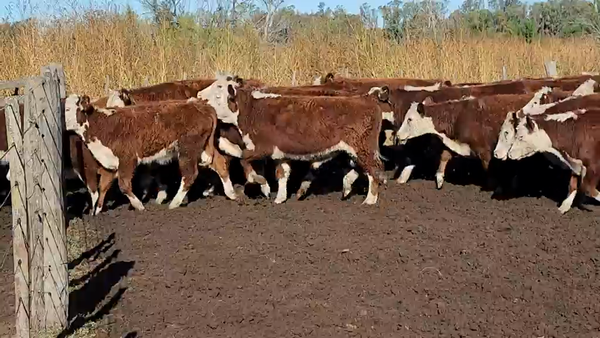 Lote 70 Terneros en Salto