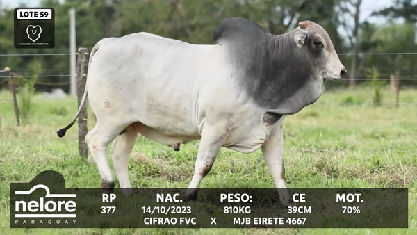 Lote LOTE 59