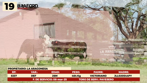 Lote LOTE 19 HEMBRAS DE CAMPO