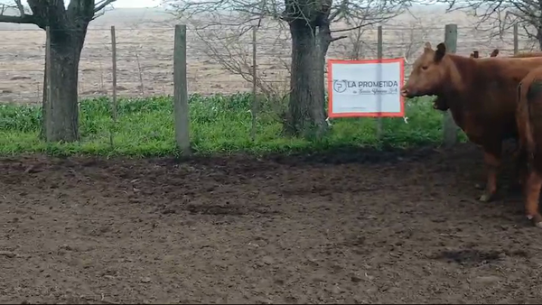 Lote Vaquillonas M.A.S  AAC  Preñadas , Cabaña "La prometida"