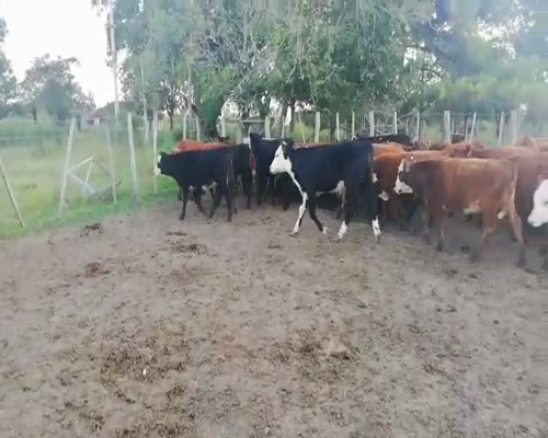 Lote 110 Terneros/as en Federal, Entre Ríos