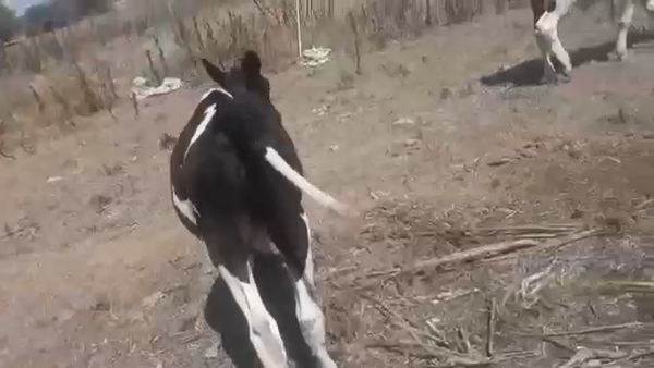 Lote 2 Terneros y 2 Terneras