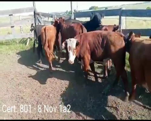 Lote NOVILLOS DE 1 A 2