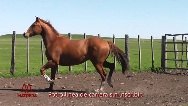 Lote POTRO TOSTADO