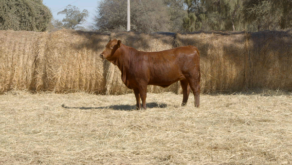Lote HEMBRAS Remate Nucleo Genbra