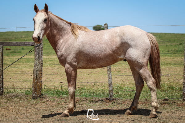 Lote Cautivo Don Salvador