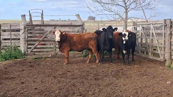 Lote VAQUILLONAS 1  A 2 AÑOS