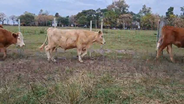 Lote NOVILLOS
