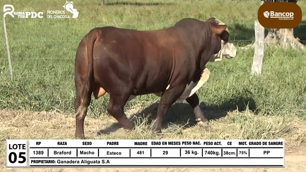 Lote Lote 5