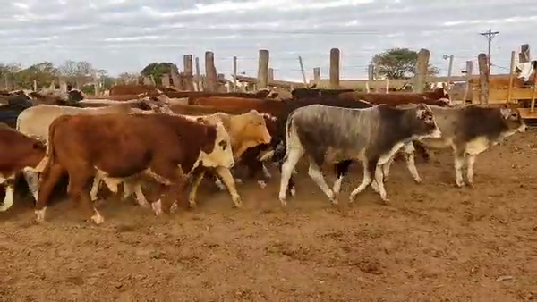 Lote 100 Terneros en Quimilí, Santiago del Estero