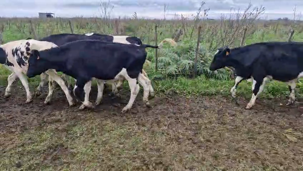 Lote 21 Terneros, San José