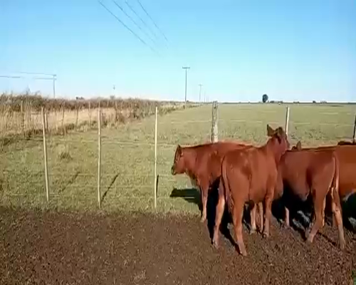 Lote 14 Terneros/as en Pueblo Italiano, Córdoba