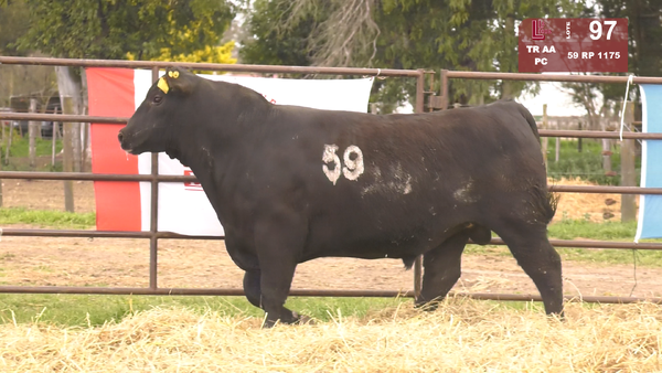 Lote TOROS ANGUS NEGROS  PC