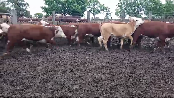 Lote 39 Terneras en Entre Ríos, San Jaime