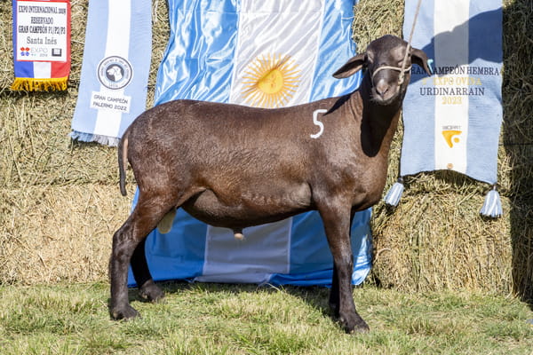 Lote SANTA INES P.P.