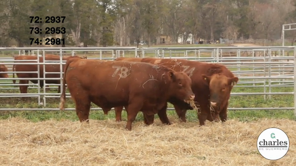 Lote TOROS PUROS CONTROLADOS