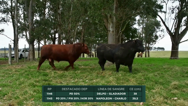 Lote RP - 1145 - 1146