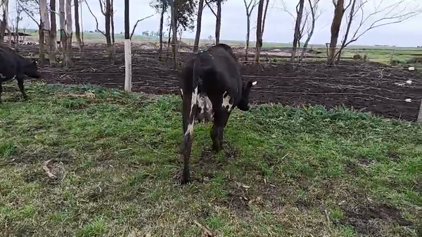 Lote 2 Vaquillonas  450kg - , San José