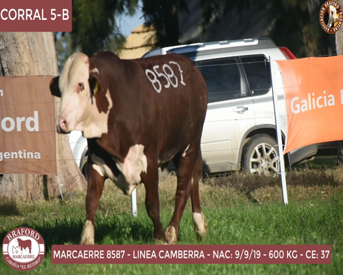 Lote Toro Braford Cabaña El Retiro
