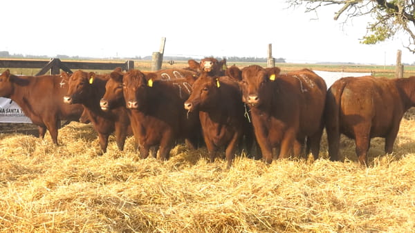 Lote Vaquillonas Coloradas Preñadas