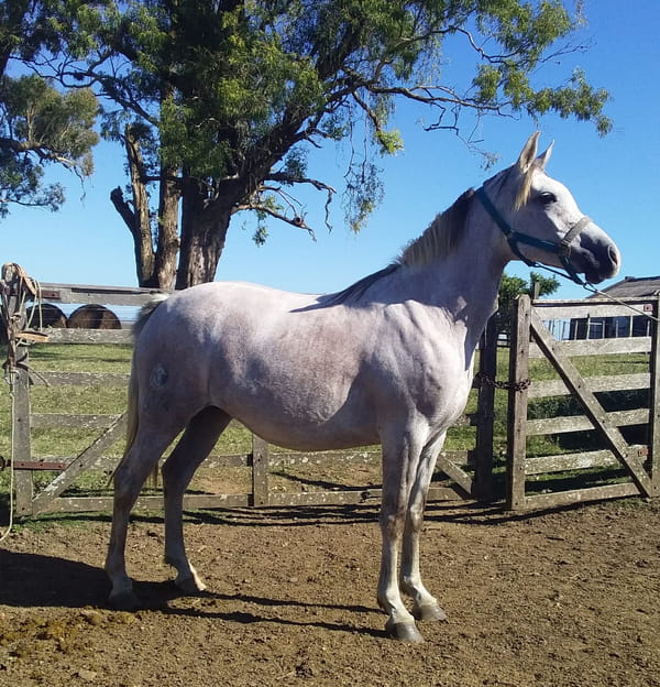 Lote 64 - Fadar Umara