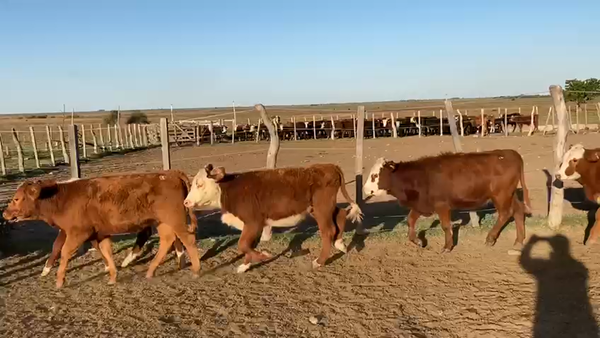 Lote 68 Terneros/as Braford en Goya, Corrientes
