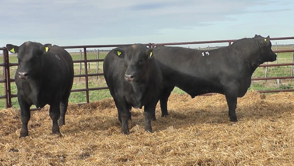 Lote "Toros ""SANTA ROSA"""