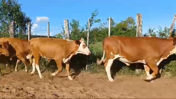 Lote 60 Novillitos en Corrientes, Santa Rosa