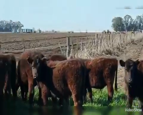 Lote Terneros/as en Tandil, Buenos Aires