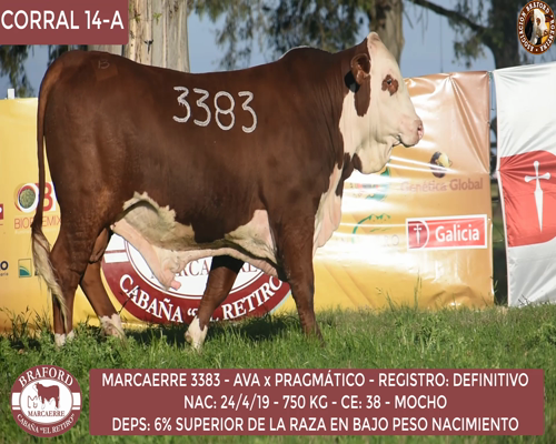 Lote Toro Braford Cabaña El Retiro