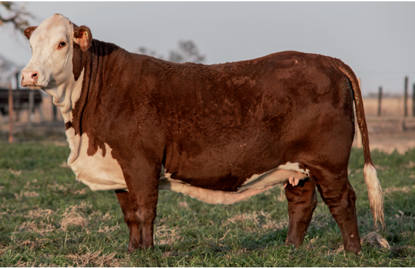 Lote Vaquillonas Braford -  Los Charabones