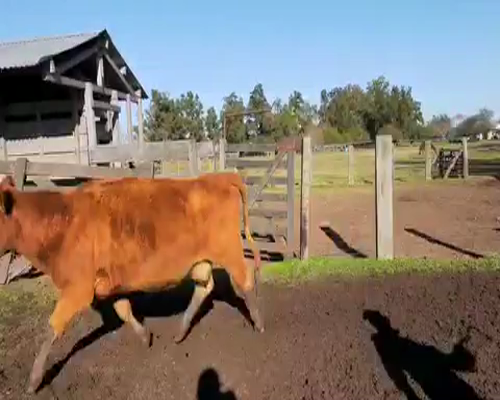 Lote 38 Vacas PREÑADAS medio uso en Tapalqué, Buenos Aires