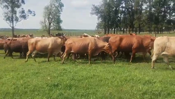 Lote 29 Vacas nuevas C/ gtia de preñez