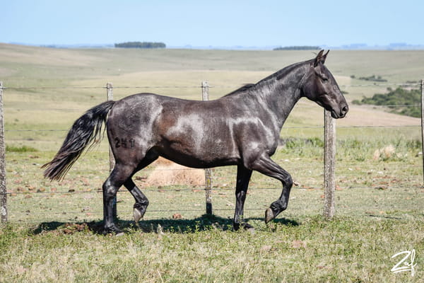 Lote Paijuan Obdulio