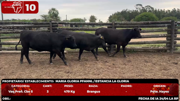 Lote LOTE 10 - EN VIVO